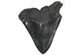 Bargain, Fossil Megalodon Tooth - Repaired #251272-2